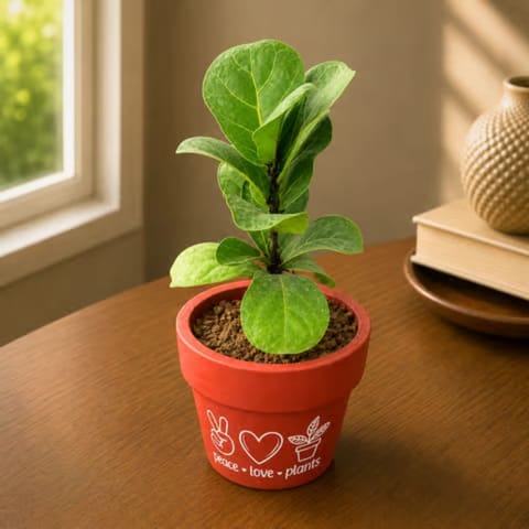 Fiddle Leaf Fig in 4 Inch Peace Love Plants Premium Clay Terracotta Planter - in Premium Gifting Box
