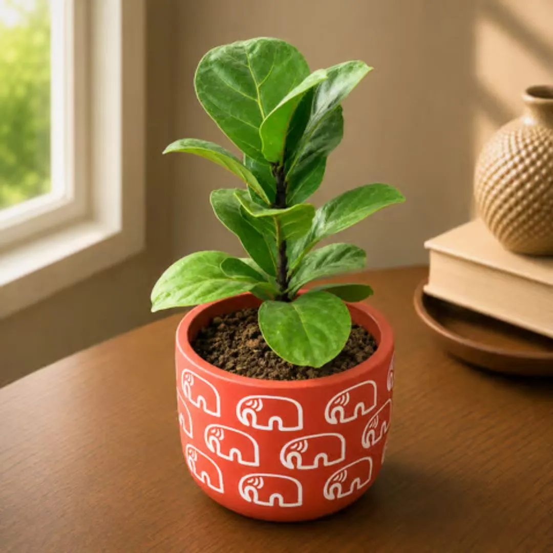 Fiddle Leaf Fig in 4 Inch Gajraaj Premium Clay Terracotta Planter - in Premium Gifting Box