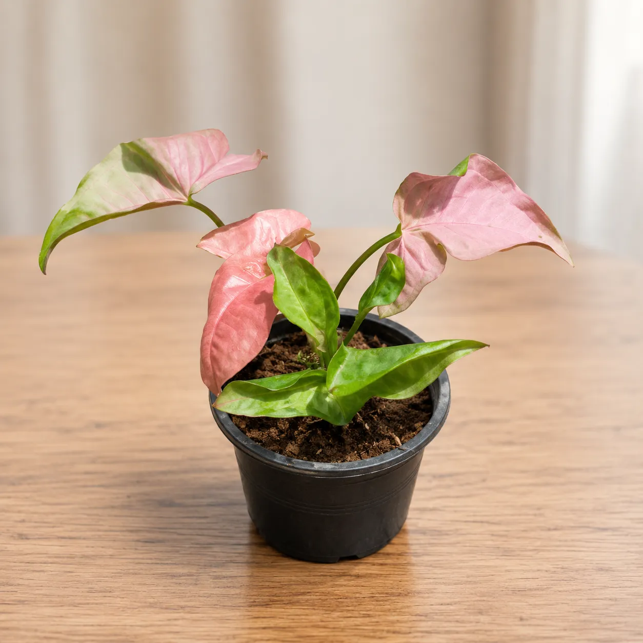 Syngonium Desi Pink in 4 inch Nursery pot