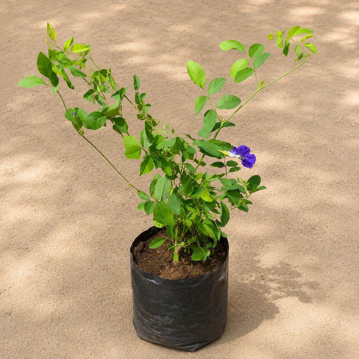 Aparajita Blue / Asian Pigeonwings (any colour) in 8 Inch Nursery Bag