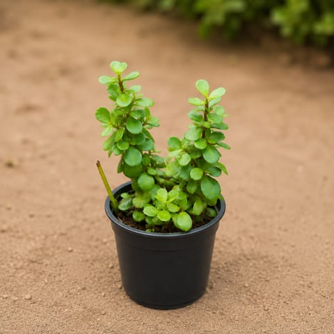Jade Big Leaf (Pune Variety) in 4 Inch Nursery Pot
