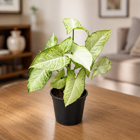Air Purifying - Syngonium Arrow Head in 5 Inch Nursery Pot