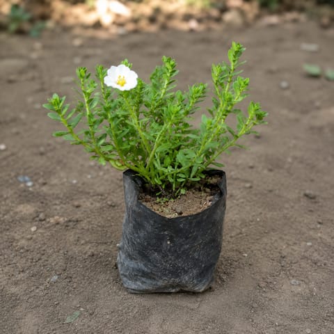 Kulfa / Purslane in 4 Inch Nursery Bag