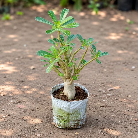 Adenium Pink in 5 Inch Nursery bag