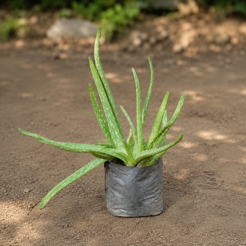 Aloe Vera in 4 Inch Nursery Bag