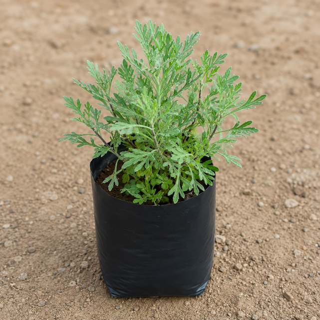 Lavender in 4 Inch Nursery Bag