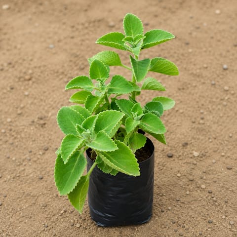 Ajwain Plant in 4 inch Nursery Bag