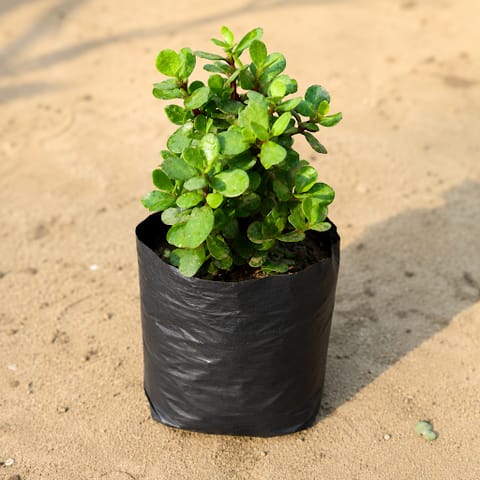 Lucky for Wealth Jade in 4 Inch Nursery bag