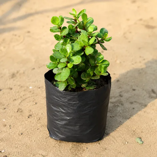 Lucky for Wealth Jade in 4 Inch Nursery bag