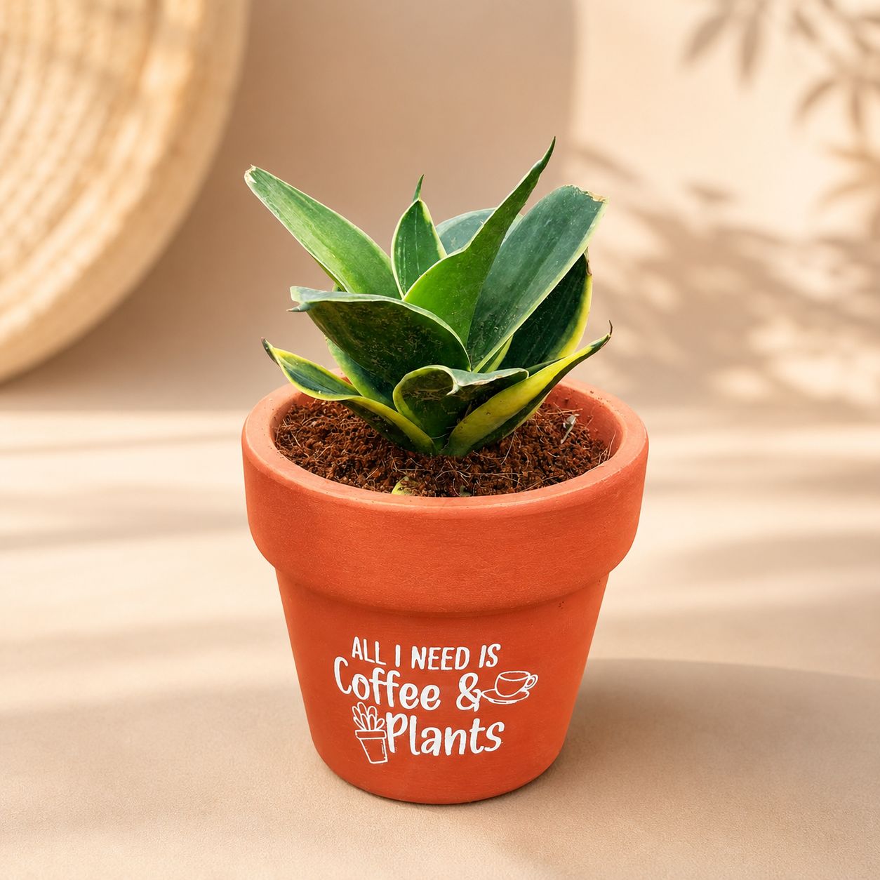 Snake Dwarf Yellow in 4 Inch Brew & Blosssom Premium Clay Terracotta Planter - in Premium Gifting Box