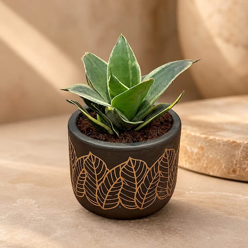 Snake Dwarf Yellow in 4 Inch Golden Leaf Premium Clay Terracotta Planter - in Premium Gifting Box