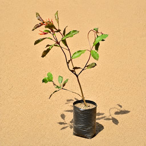 Hamelia / Firebush in 4 Inch Nursery Bag