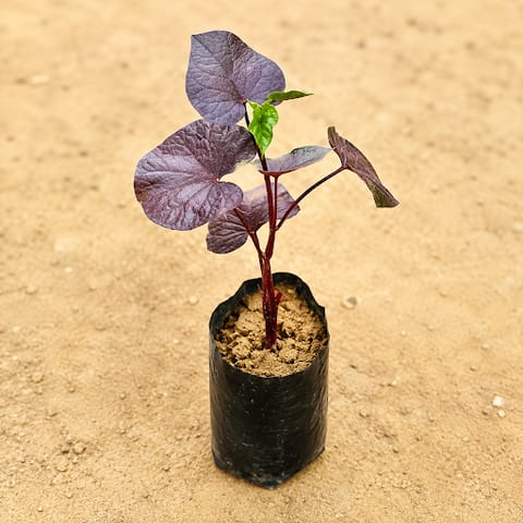 Ipomea / Sweet Potato Vine Black in 3 Inch Nursery Bag