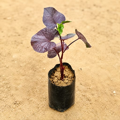 Ipomea / Sweet Potato Vine Black in 3 Inch Nursery Bag