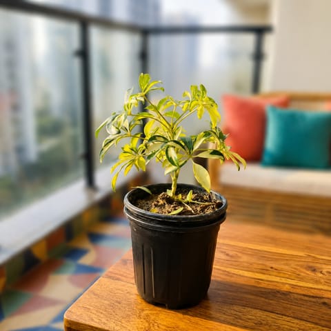 Schefflera Vareigated Mini in 4 Inch Nursery Pot