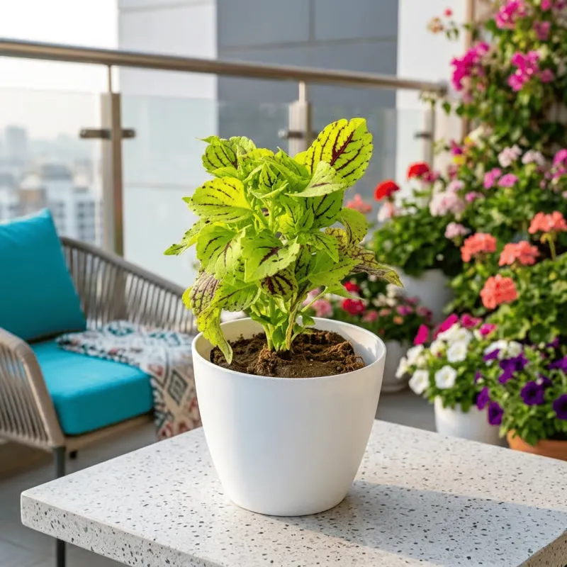 The Verdant Vogue - Coleus (Any Colour) (Any Design) in 4 Inch White Premium Orchid Round Plastic Pot