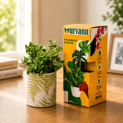 Jade in 4 Inch Live Fresh Plant Leaf Garden Stem Pipe Ceramic Planter - in Premium Gifting Box in Sector 29
