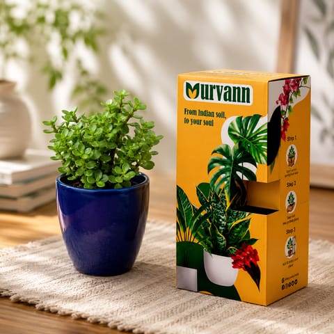 Jade in 4 Inch Live Fresh Plant Royal Blue Pixel Cup Ceramic Planter - in Premium Gifting Box in Sector 54