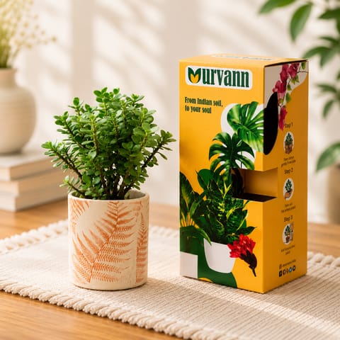 Jade in 4 Inch Live Fresh Plant Leaf Sunset Stem Pipe Ceramic Planter - in Premium Gifting Box in Sector 16