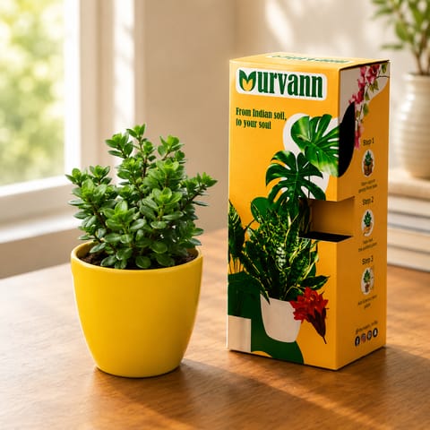 Jade in 4 Inch Live Fresh Plant Sunshine Yellow Pixel Cup Ceramic Planter - in Premium Gifting Box in Sector 9