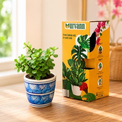 Jade in 4 Inch Live Fresh Plant Heritage Sky Pixel Cup Ceramic Planter - in Premium Gifting Box in Sector 92