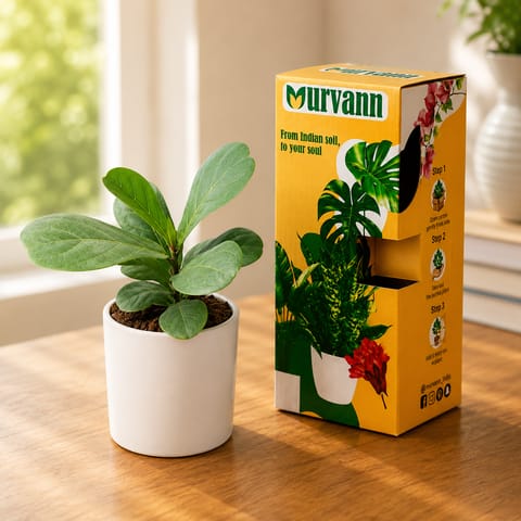 Fiddle Leaf Fig in 4 Inch White Glossy Stem Pipe Ceramic Planter - in Premium Gifting Box