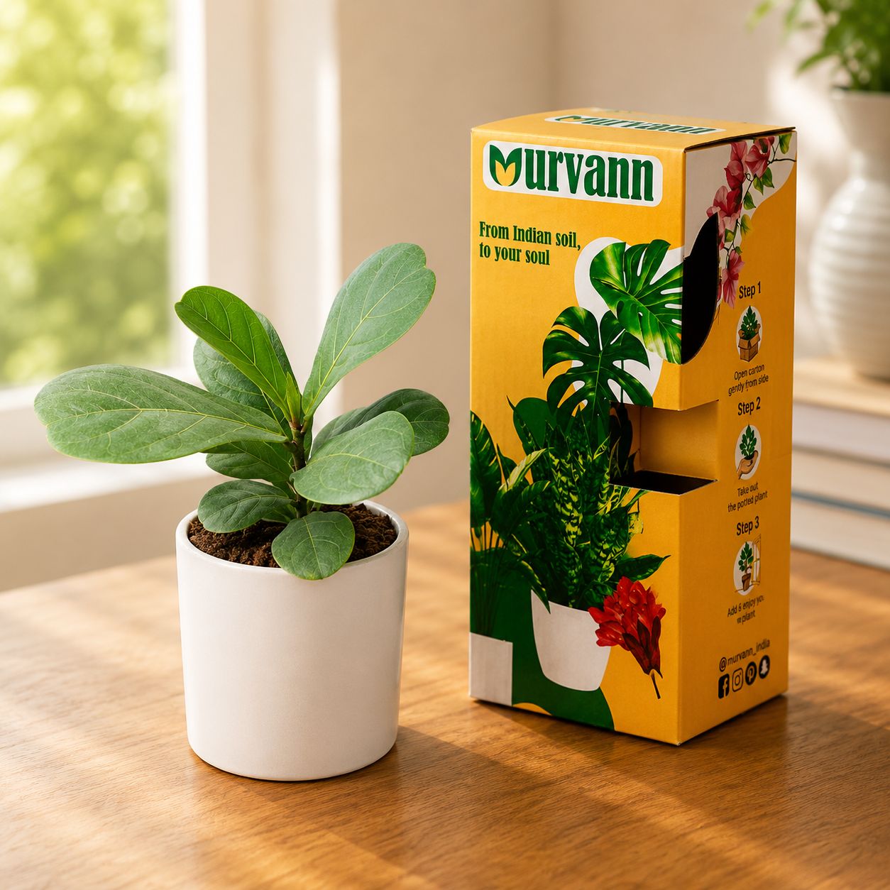 Fiddle Leaf Fig in 4 Inch White Glossy Stem Pipe Ceramic Planter - in Premium Gifting Box