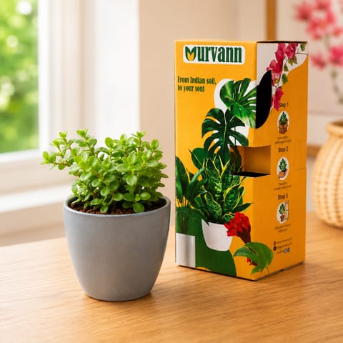 Jade in 4 Inch Grey Matt Pixel Cup Ceramic Planter - in Premium Gifting Box