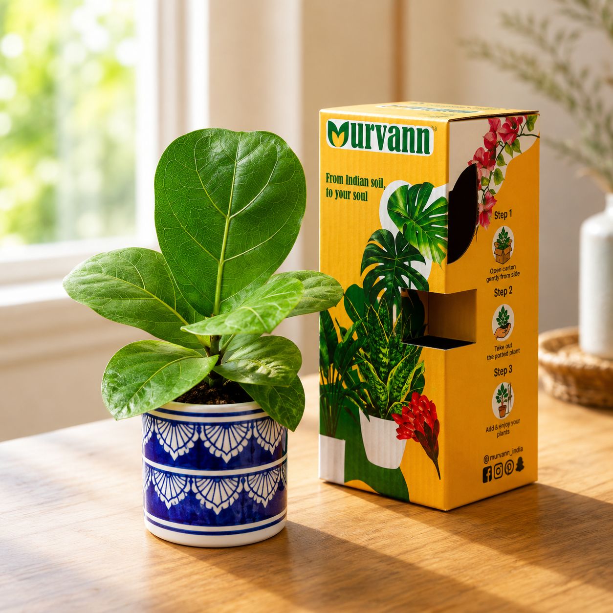 Fiddle Leaf Fig in 4 Inch Heritage Royal Stem Pipe Ceramic Planter - in Premium Gifting Box