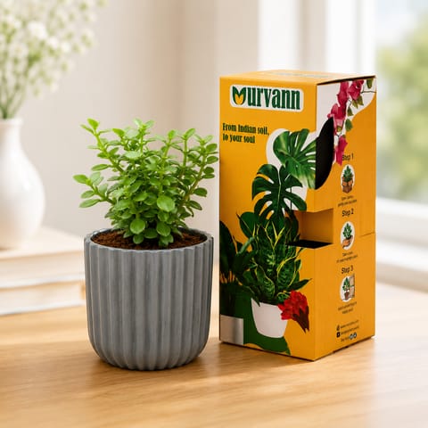 Jade in 5 Inch Live Fresh Plant Slate Grey Vine Ceramic Planter - in Premium Gifting Box in Tilak Nagar