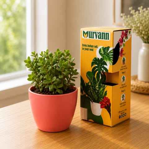 Jade in 4 Inch Live Fresh Plant Blush Pink Pixel Cup Ceramic Planter - in Premium Gifting Box in Sector 89