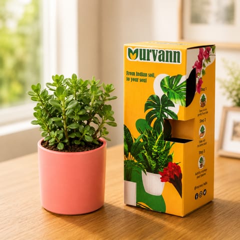 Jade in 4 Inch Live Fresh Plant Blush Pastel Stem Pipe Ceramic Planter - in Premium Gifting Box in Vasant Vihar