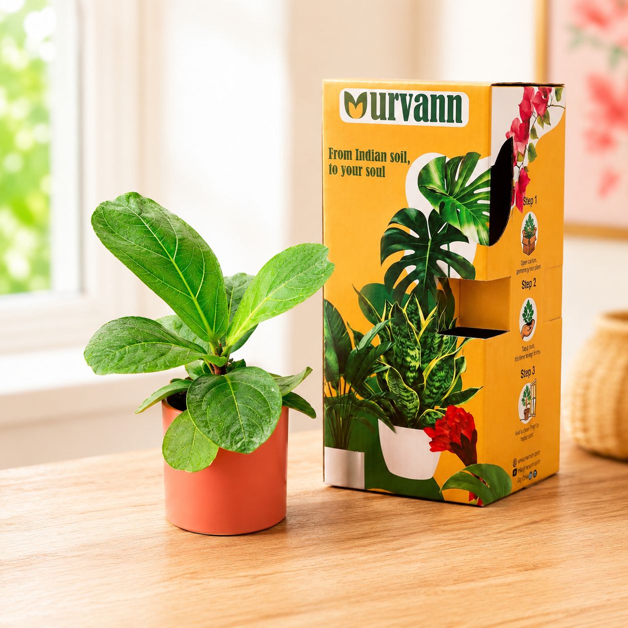 Fiddle Leaf Fig in 4 Inch Blush Pastel Stem Pipe Ceramic Planter - in Premium Gifting Box