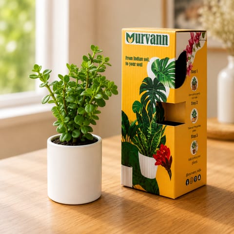 Jade in 4 Inch Live Fresh Plant White Glossy Stem Pipe Ceramic Planter - in Premium Gifting Box in Dlf Phase 3