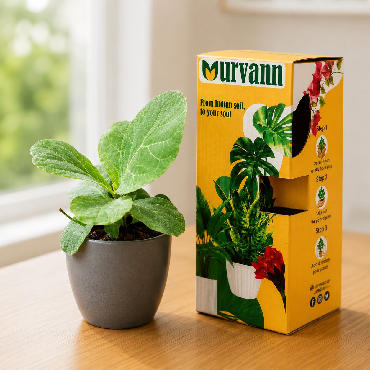 Fiddle Leaf Fig in 4 Inch Grey Matt Pixel Cup Ceramic Planter - in Premium Gifting Box
