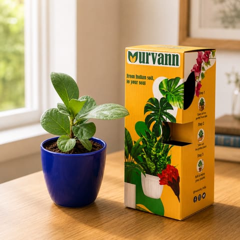 Fiddle Leaf Fig in 4 Inch Royal Blue Pixel Cup Ceramic Planter - in Premium Gifting Box