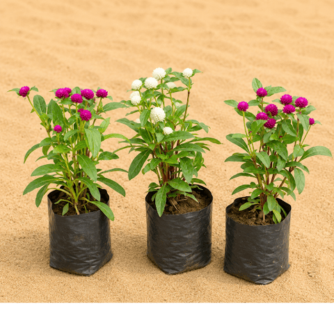 Set of 3 - Gomphrena (Any Colour) in 4 Inch Nursery bag