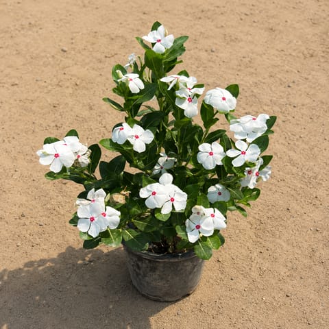 Vinca / Periwinkle / Sadabahar White in 8 inch Nursery Pot