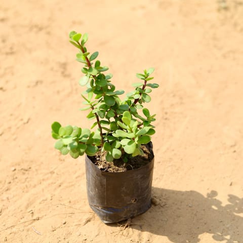 Lucky for Wealth - Jade Mini / Elephant Bush in 4 Inch Nursery Bag