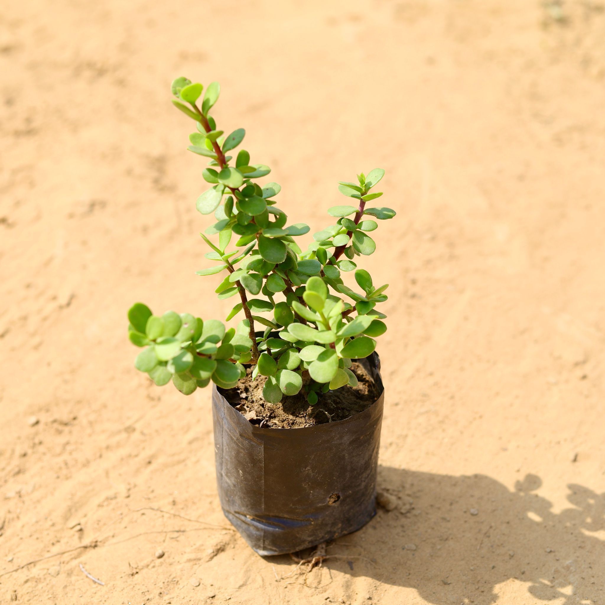 Lucky for Wealth - Jade Mini / Elephant Bush in 4 Inch Nursery Bag