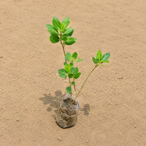 Ficus Benjamina in 3 Inch Nursery Bag