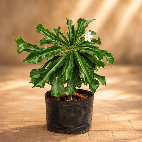 Champa (~ 4 ft) (any colour) in 6 Inch Nursery Bag