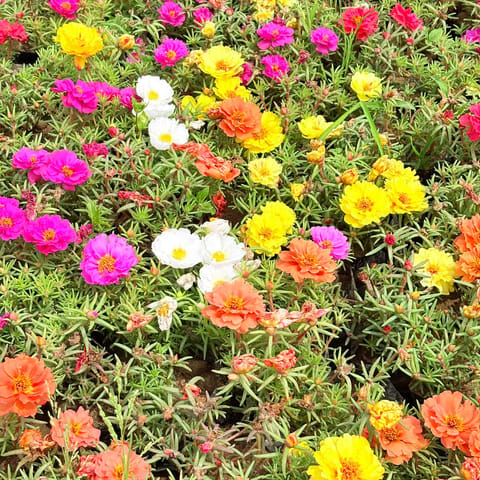 Set of 5 - Portulaca Moss rose (any colour)in 3 Inch Nursery Bag