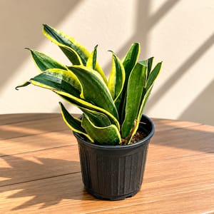 Buy Snake Plants Online With Free Next Day Delivery at Urvann