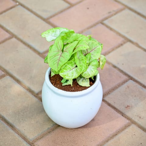 Syngonium Green in 5 Inch Matki Designer Ceramic Pot (Any Colour & Design)