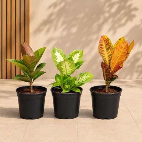 Indoor Plants Combo: Set of 3 - Dieffenbachia, Croton Petra & Rubber Pink Plant in 6 Inch Nursery Pot | Indoor Foliage Trio