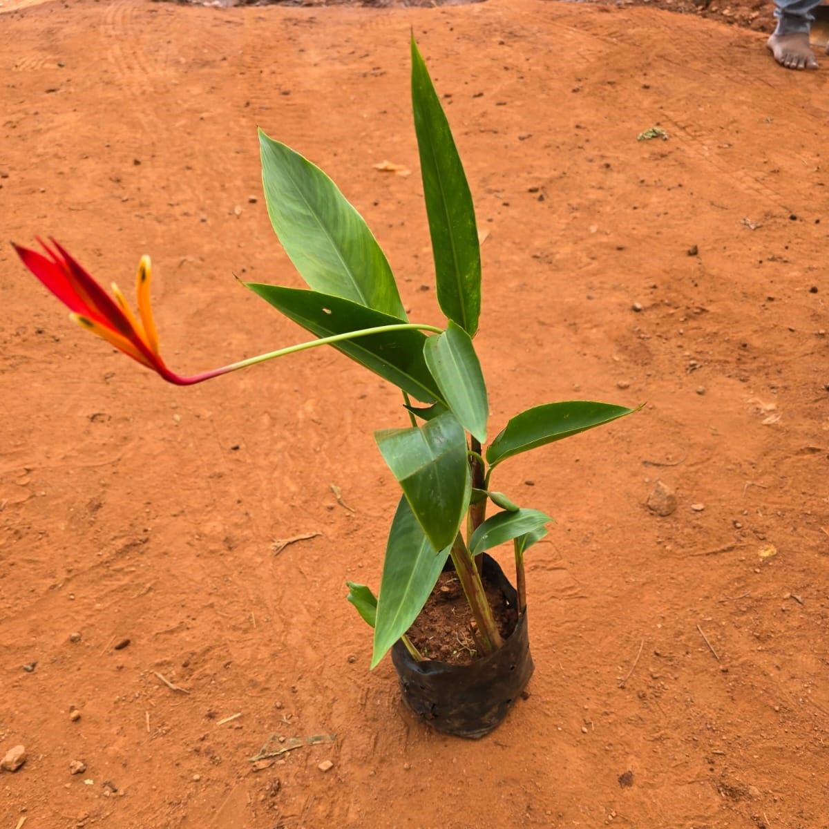 Heliconia in 4 Inch Nursery Bag
