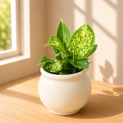 Aglaonema White in 4 Inch Ivory White Matki Ceramic Planter