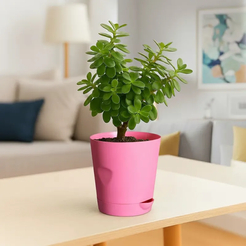 Jade Pune in 4 Inch Pink Florence Self Watering Pot