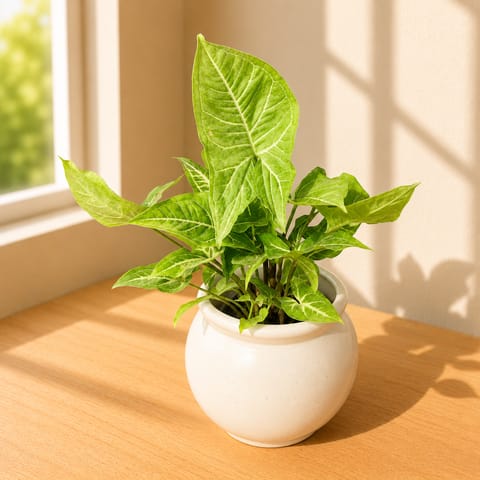 Syngonium Green Arrowhead in 4 Inch Ivory White Matki Ceramic Planter